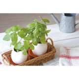 Набор для выращивания базилика Eggling, Seishin NO.EG-0103