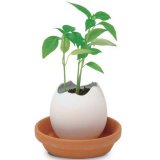 Набор для выращивания кайенского перца Eggling, Seishin NO.EG-37