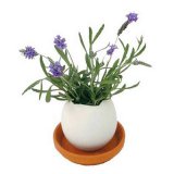 Набор для выращивания лаванды Eggling, Seishin NO.EG-06