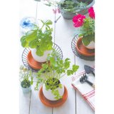 Набор для выращивания петунии Eggling, Seishin NO.EG-0305