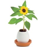 Набор для выращивания подсолнуха Eggling, Seishin NO.EG-43