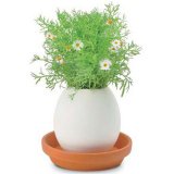 Набор для выращивания ромашки Eggling, Seishin NO.EG-0108