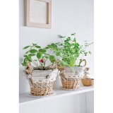 Набор для выращивания белого клевера Shiawase Basket, Seishin NO.GD-29302