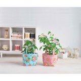 Набор для выращивания китайской розы Rose, Seishin NO.GD-45102