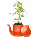 Набор для выращивания мяты и мелиссы Petit-coco Чайничек, Seishin NO.GD-14703